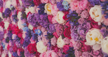 Beautiful wall made of red violet purple flowers, roses, tulips, press-wall, background, valentines day background