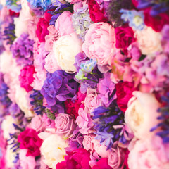 Beautiful wall made of red violet purple flowers, roses, tulips, press-wall, background, valentines day background