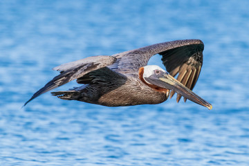 brown pelican in flight