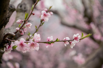 Printemps Ardéchois 