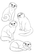Collection of four lazy cats