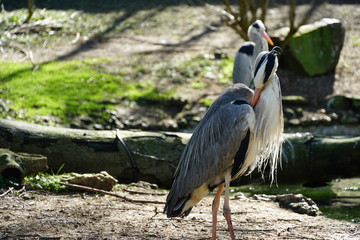 Grey heron, ardea cinerea cleaning its feathers