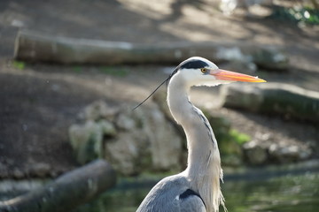 Grey heron, ardea cinerea close up 