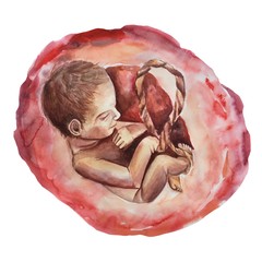  Development baby in the womb with placenta and umbilical cord. Watercolor raster, realistic illustration on a white background. For cards, posters, stickers and professional design.