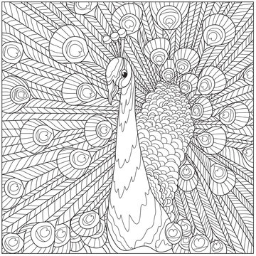 stylization of a peacock, against the background of a fluffy tail, for coloring for adults, t-shirts with a pattern, a poster, etc.