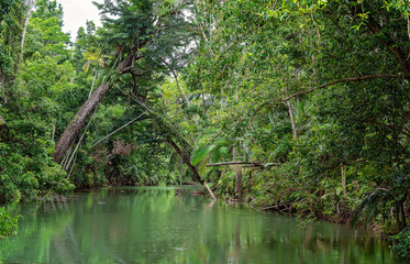 Fototapeta na wymiar Creek With Green Water And Foliage