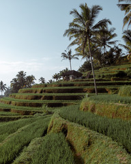 rice terraces in bali