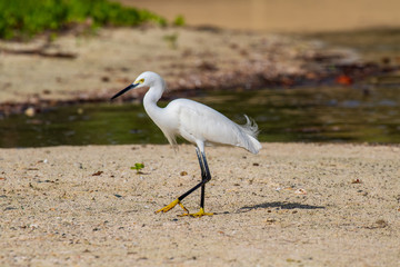 great white heron on beach