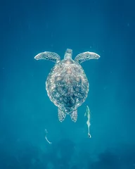 Gordijnen sea turtle on blue background © valentin