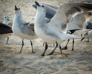 Flock of seagulls spreading wings and catching breadcrumbs on Florida beach