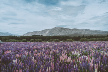Fototapeta premium landscape with flowers