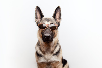 Portrait of a purebred red German shepherd in sunglasses on a white background with place for text.