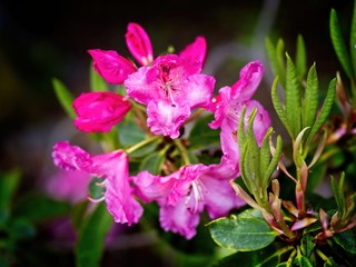 Obraz premium Pink rhododendrons close-up