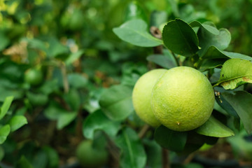 Lemon tree with its fruits 2