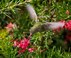 Anna's hummingbird feeding