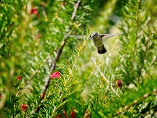 Anna's hummingbird feeding