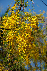 Leaves of the Golden Shower Tree (Cassia Fistula) with its fruits in focus