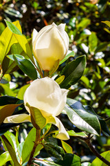Late May sunlit Magnolia grandiflora flowers in Mantua Province, Lombardy, Italy
