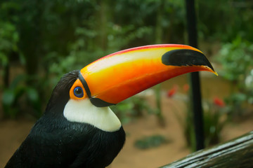 Obraz premium Tucán