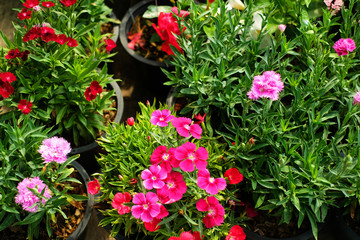 Various color flowers with green leaves 3
