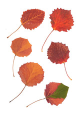 Multicolored asp leaves on white background, isolated