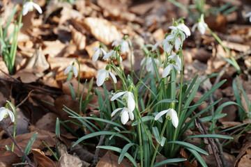 snowdrop or common snowdrop, Galanthus nivalis, in blossom in a cluster 