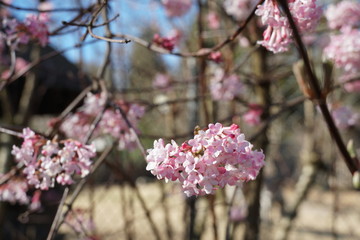 Viburnum farreri in pink blossom close up in winter