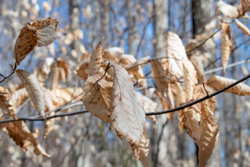 Sun on the winter leaves.