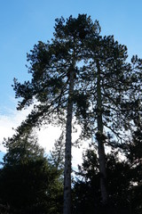 two giant pine trees with blue sky with cirrus sky, upward view