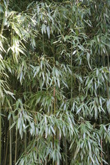 a small dense wood of bamboo trees