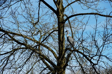 Grey heron, ardea cinerea, sitting in a tree crown, among the nude branches with the blue sky on the background