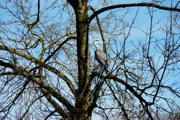 Grey heron, ardea cinerea, sitting in a tree crown, among the nude branches
