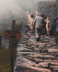 Alpacas from machu picchu