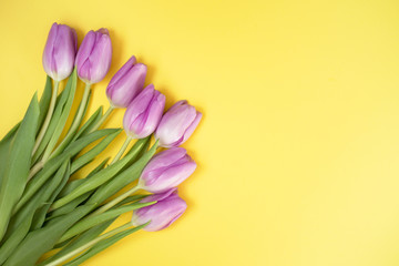 Purple tulips on the yellow background with copyspace