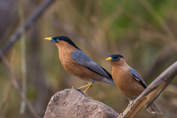 Brahminy Starling birds on branch  in nature.