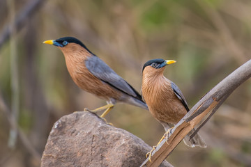 Brahminy Starling birds on branch  in nature.