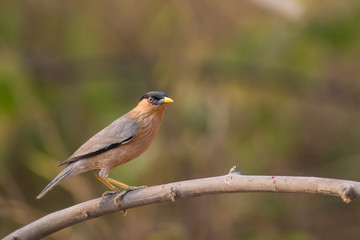 Brahminy Starling birds on branch  in nature.