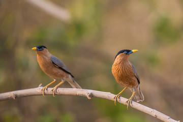 Brahminy Starling birds on branch  in nature.