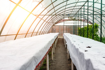 Modern big plastic greenhouse interior with empty flowerbed covered by white mulching cloth fabric with cell holes for plants transplantation. Agricultural business concept