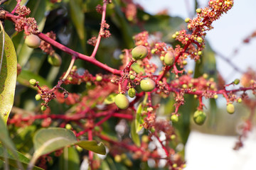 mango trees are flowering and are starting to form into fruit