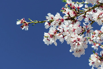 Blossoming almond tree (Prunus dulcis), one of the first trees to bloom, full of its bright white flowers.