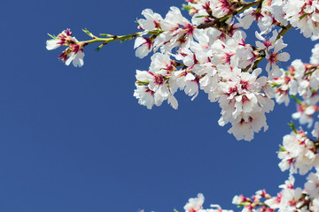 Blossoming almond tree (Prunus dulcis), one of the first trees to bloom, full of its bright white flowers.