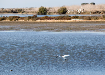 Ile de Re