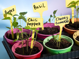 pots with seedlings. a tag with the name of the plant stuck in the ground. lettering on the tag