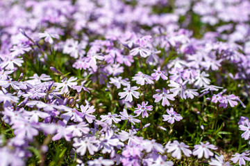 Sweet William catchfly (Silene armeria or Atocion armeria), Caryophyllaceae.