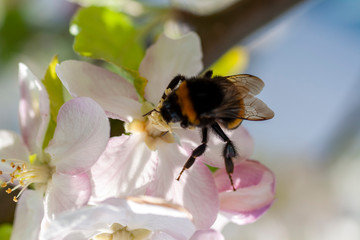A honeybee visits a white flowering flower to gather nectar on a sunny spring day.