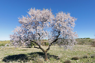 Blossoming almond tree (Prunus dulcis), one of the first trees to bloom, full of its bright white...