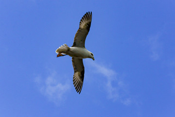 Gulls or seagulls are seabirds of the family Laridae in the suborder Lari. They are typically medium to large birds, usually grey or white, often with black markings on the head or wings.