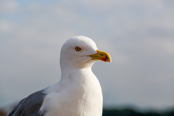Close up view of seagull. Portrait of a sea bird .