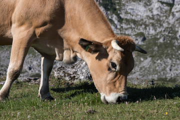 Naklejka na ściany i meble Vaca pastando en Asturias
